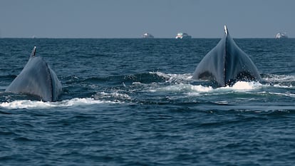 Ballenas en México