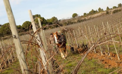 Recaredo fue la primera bodega que introdució la agricultura biodinámica, en 2006. Consiste en renunciar al uso de pesticidas y aprovechar las defensas naturales de la vid. El primer vino espumoso de este tipo que comercializó es un rosado, el Intens Rosat 2010.