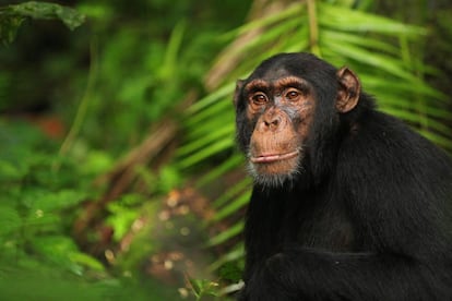 Un chimpanc&eacute; en el Parque Nacional de Kibale, en Uganda.