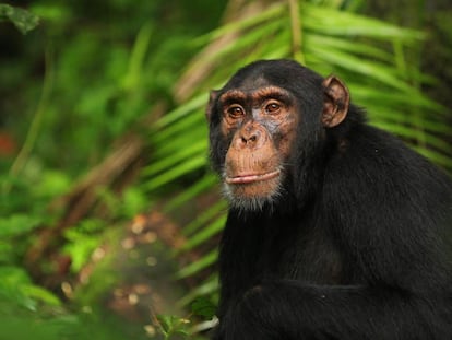 Un chimpanc&eacute; en el Parque Nacional de Kibale, en Uganda.