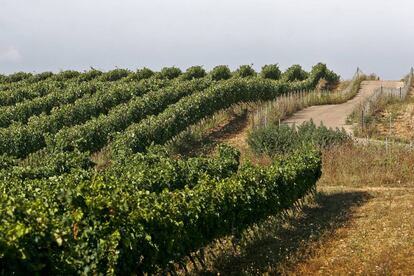 Uno de los numerosos viñedos que se pueden ver a lo largo de Mallorca.