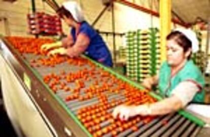 Unas 13.000 mujeres se dedican a la manipulación de hortalizas en Almería. Su jornada laboral suele ser superior a las nueve horas diarias.