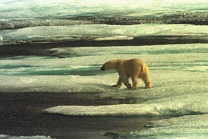Un oso polar sobre la capa helada de la región ártica.