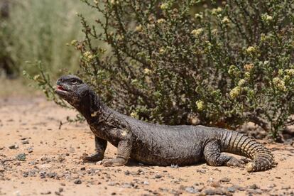 Lagarto de la familia Agamidae ('Uromaxtyx aegyptia leptieni').