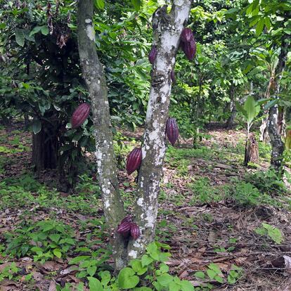 Una plantación de cacao ecológico.