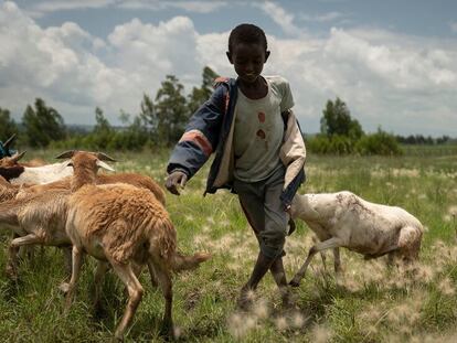 Migrar para sobrevivir a la tierra seca en Etiopía