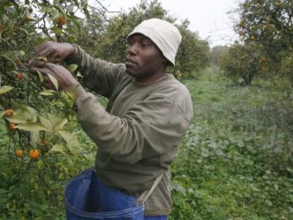 Un inmigrante trabaja en la recolecci&oacute;n de naranja en Brenes.