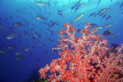 Tras realizar numerosas expediciones por esta zona, los científicos han reconocido que se trata de uno de los parajes más habitados del planeta, con una biodiversidad más rica que la gran barrera coral de Australia.