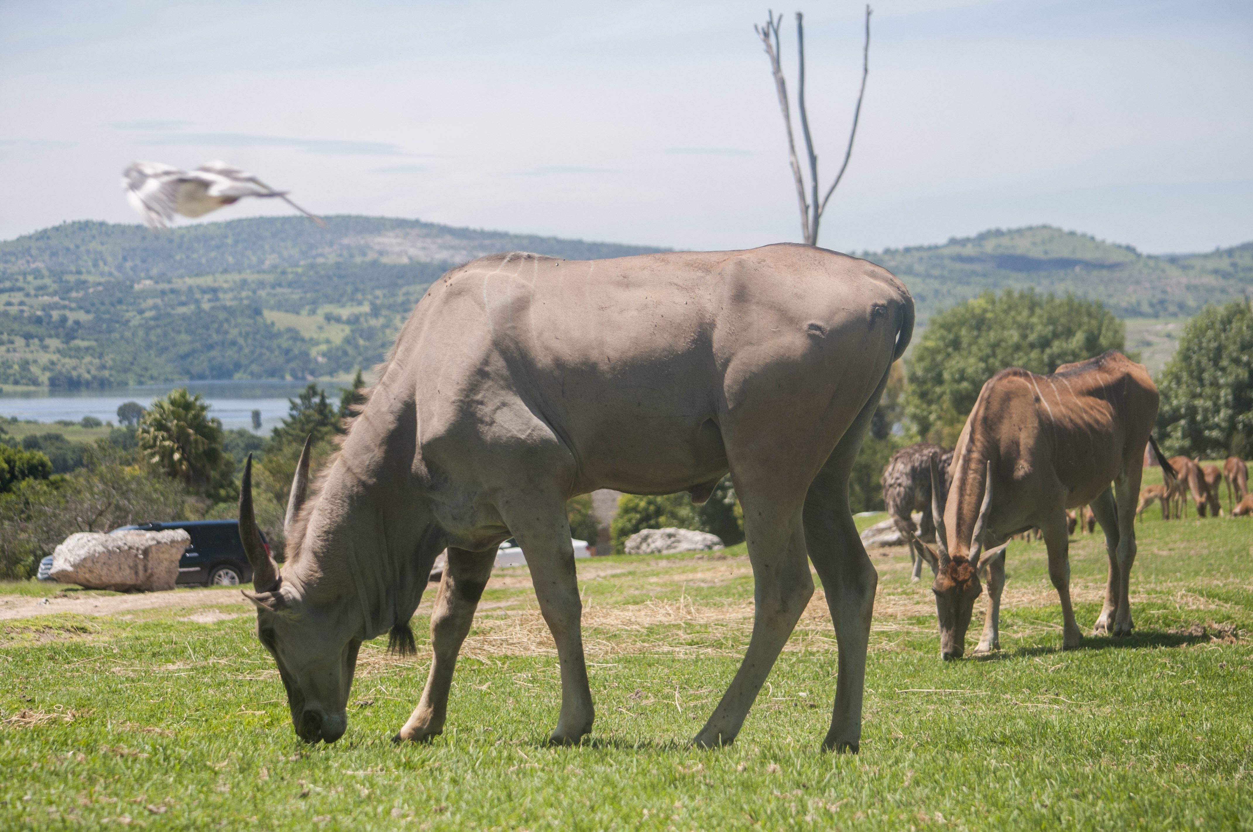 Un antílope Eland en el Africam Safari, en Tecali de Herrera (Estado de Puebla).