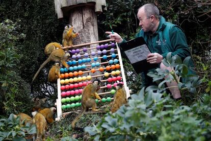 Yony Cholerton, um dos guardiões do zoológico, conta os espécimes de macacos-esquilo em seu cercado.