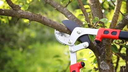 Artículo de EL PAÍS Escaparate que describe las ventajas de usar las mejores tijeras de podar telescópicas en el jardín