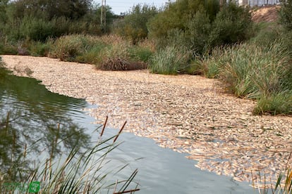 Peces muertos en el estero Domingo Rubio, en Huelva, el pasado 25 de octubre.