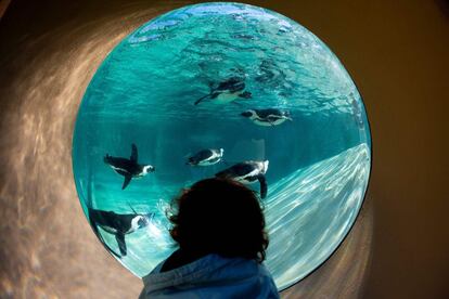 Un niño mira a los pingüinos africanos durante la apertura de una nueva área reservada para ellos en el bioparco de Roma (Italia).