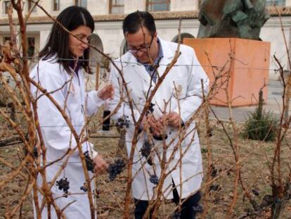 Marisa Sanz Buenhombre y Alberto Guadarrama, en la bodega Emina, de Matarromera, en Valbuena del Duero (Valladolid).