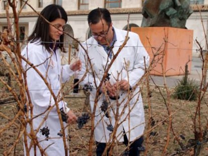 Marisa Sanz Buenhombre y Alberto Guadarrama, en la bodega Emina, de Matarromera, en Valbuena del Duero (Valladolid).