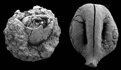 Nuez (izquierda) y pepita de uva (derecha) de hace 780.000 años. No están a escala.