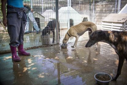 Varios perros comiendo en una estancia del refugio. El motivo fundamental del abandono es el comportamiento de las mascotas.