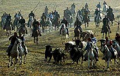 Jinetes montados a caballo conducen a las reses hacia las calle de Cuéllar.