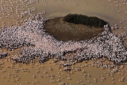 Colonia de reproducci&oacute;n de flamencos en Do&ntilde;ana.