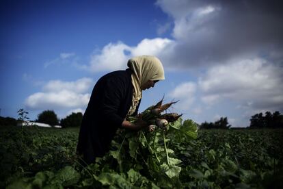 Una jornalera en el campo, plantando y recogiendo distintos tipos de productos.