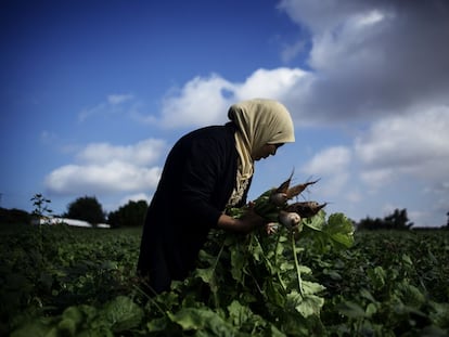 Una jornalera en el campo, plantando y recogiendo distintos tipos de productos.