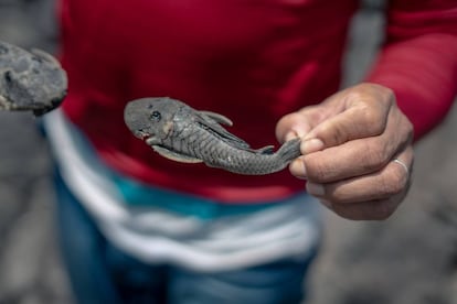 Peixes são encontrados mortos devido à falta de água e à fome, já que as frutas que os alimentam agora caem no seco.