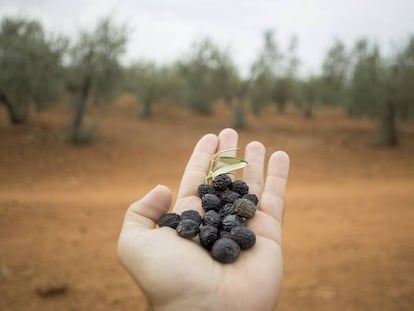 Un pu&ntilde;ado de aceitunas secas recogidas en un olivar de Sevilla afectado por la sequ&iacute;a y el calor.