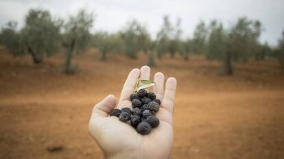 Un puñado de aceitunas secas recogidas en un olivar de Sevilla afectado por la sequía y el calor.