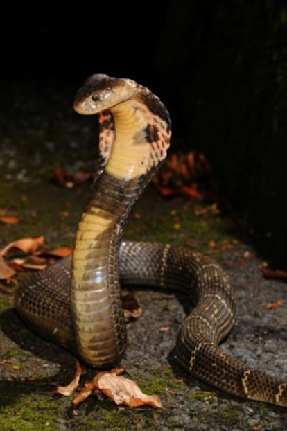 A cobra chinesa é considerada uma iguaria em Hong Kong.