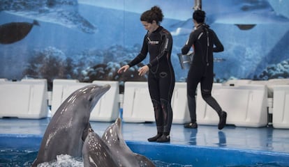 Dos trabajadoras del Zoo de Barcelona dan de comer a los delfines.
