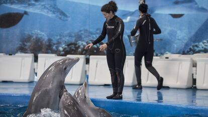 Dos trabajadoras del Zoo de Barcelona dan de comer a los delfines.