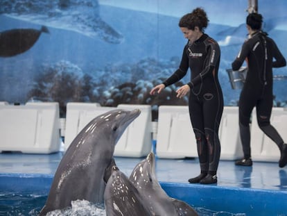 Dos trabajadoras del Zoo de Barcelona dan de comer a los delfines.