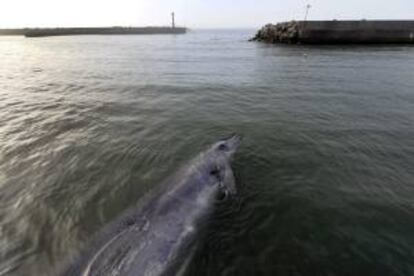 Un ejemplar muerto de zifio de Baird (Berardius bairdii) es arrastrado hacia el Puerto de Wada, Japn. EFE/Archivo