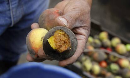 Fruta cubierta por la ceniza del volcán.