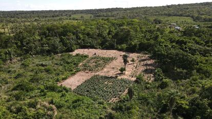 Panoramic view of the Chiquitana almond plantations in the indigenous community of Yororoba near the town of Robore in Bolivia