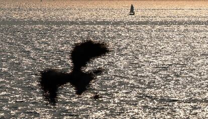 Un ave alza el vuelo al atardecer sobre el mar en calma de Bombay (India).