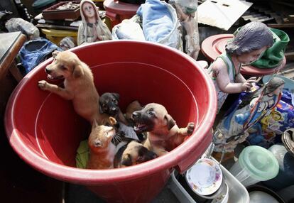 Cachorros de perros y un gato miran desde un cubo de plástico junto a unas estatuas religiosas en el barrio marginal de Tondo (Manila), el 23 de abril de 2014.