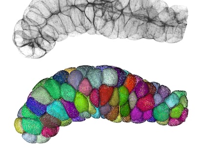 Células con forma de escutoide en el epitelio de la glándula salival de una larva de mosca de la fruta.