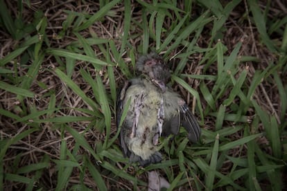 Un gorrión sin vida encontrado en el patio de la escuela. Los profesores dicen que es común encontrar pájaros muertos.