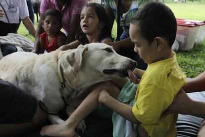 Fiona, um cão treinado como terapeuta para ajudar crianças com paralisia cerebral, brinca com Geovany Gonzalez, no Panamá.