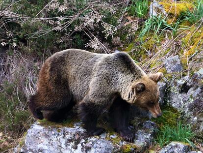 Un viaje virtual por el Narcea y sus historias