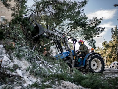 Jardineros de la Casa de Campo trabajan sin parar para retirar los árboles caídos.