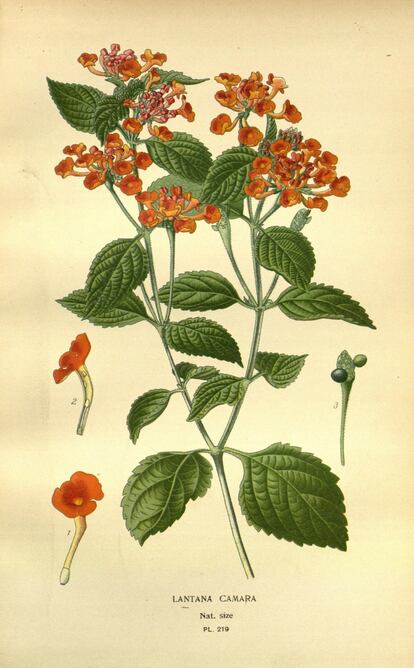 Álbum de plantas prohibidas Lantana camara