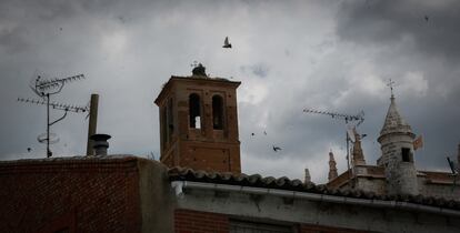 Las aves han anidado en varias torres y campanarios del municipio.