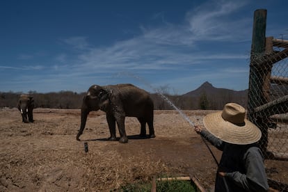 Un miembro del personal del santuario Ostok rocía a un elefante con agua en el refugio de animales, en las afueras de Culiacán, el lunes 19 de mayo de 2025. 