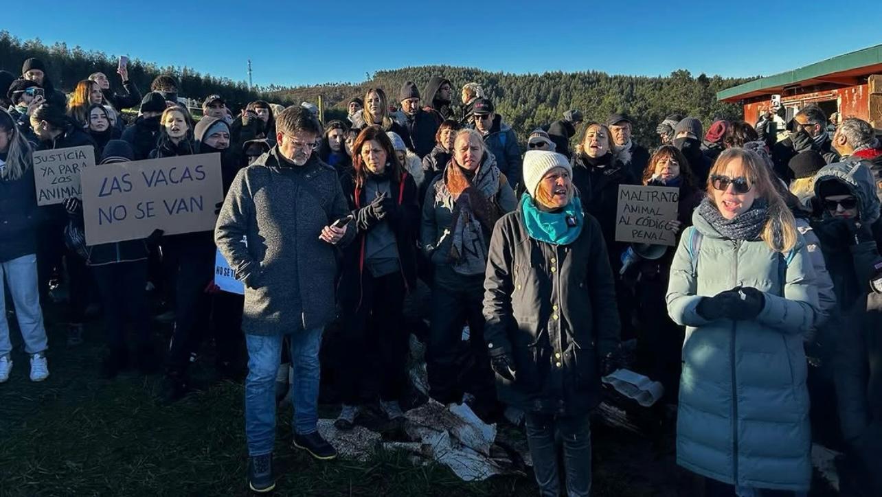 Un centenar de manifestantes frena la salida de unas vacas de un santuario cántabro: “En la granja estaban al borde de la muerte”