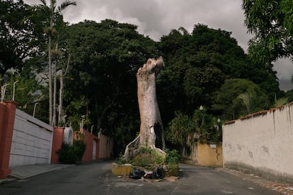 árbol talado en el este de Caracas, Venezuela