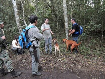 Personal de Parques Nacionales busca al puma avistado en las cataratas del Iguazú.