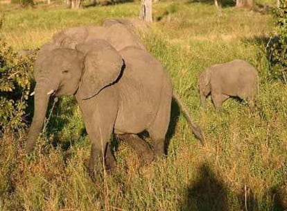 Elefantes en el parque nacional de Luangua, en Zambia
