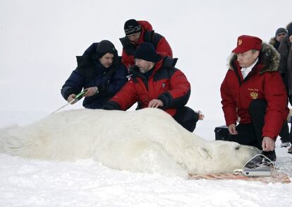 Visita al centro de investigación del oso polar Alexandra Land en la península de Baréin, en 2012.